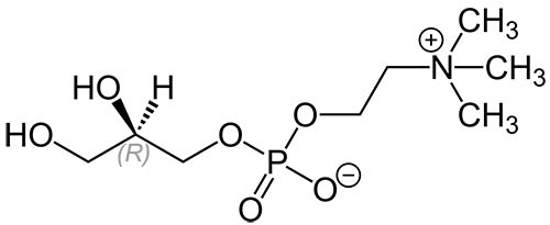 Alpha-GPC acetylcholine nootropic
