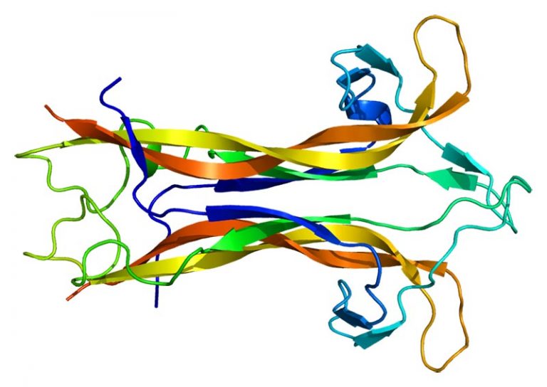 Nootropics for BDNF