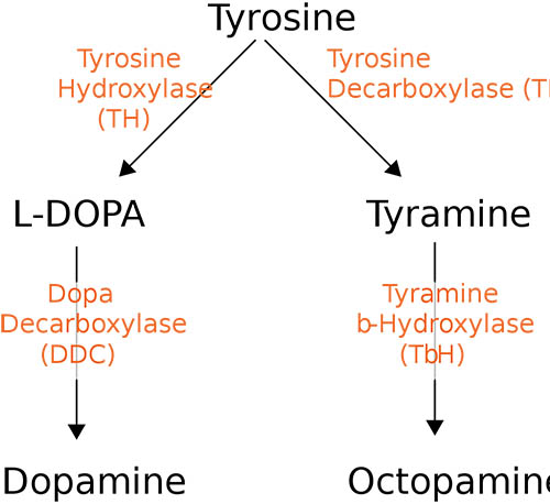 Tyrosine boosts dopamine for motivation